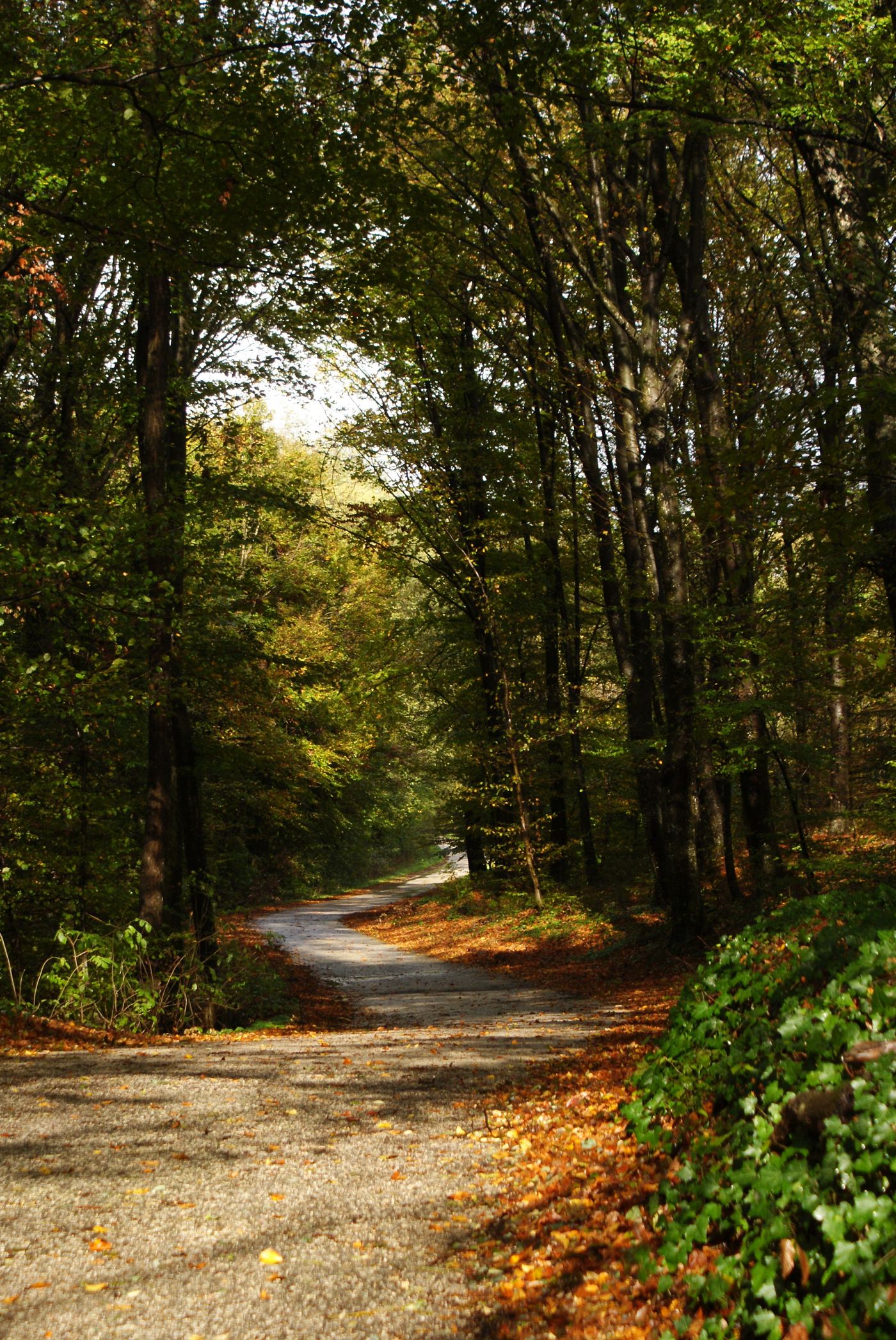 Winding path through quiet forest