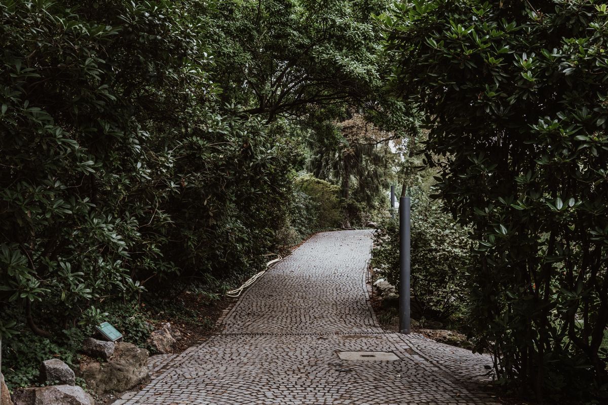 Empty stone walkway surrounded by green trees
